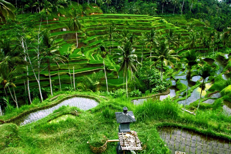 5 Tempat Wisata di Bali Kekinian dan Rute Mobilnya! Tempat wisata di Bali