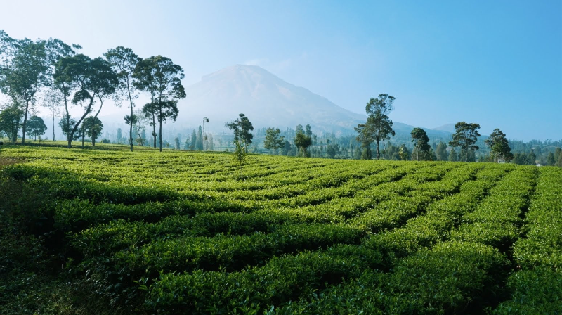 Tempat wisata di Dieng