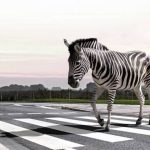 Zebra Cross dan Peran Pentingnya dalam Keselamatan Pejalan Kaki - Tuwaga