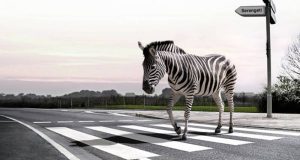 Zebra Cross dan Peran Pentingnya dalam Keselamatan Pejalan Kaki