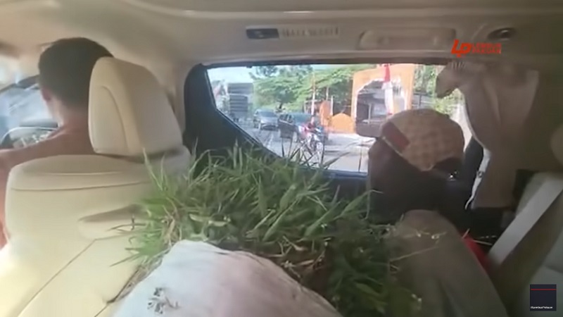 Alphard Dedy Mulyadi Angkut Rumput_