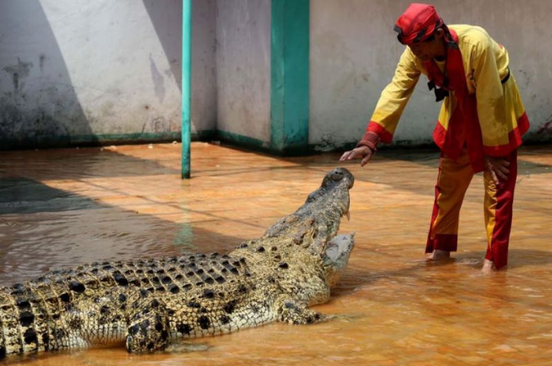 tempat wisata di Bekasi - taman buaya indonesia jaya