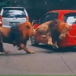 Mobil Tertabrak Singa, Bisa Klaim Asuransi? - Tuwaga