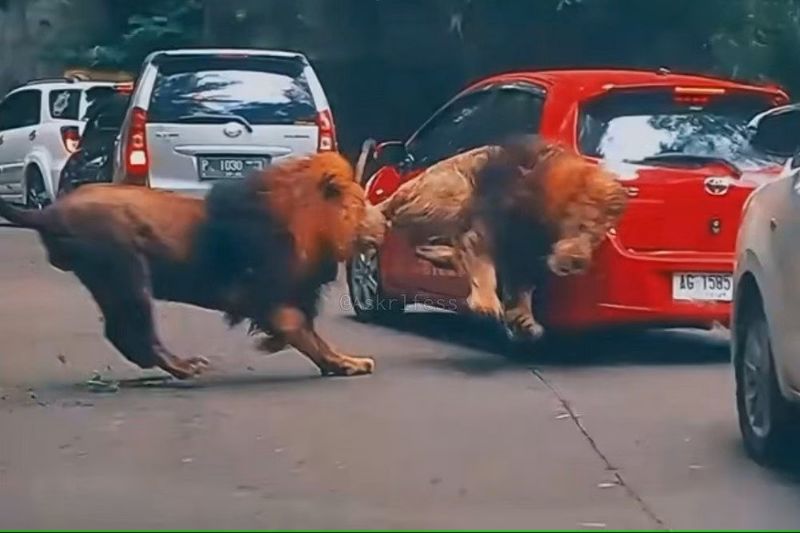 mobil tertabrak singa