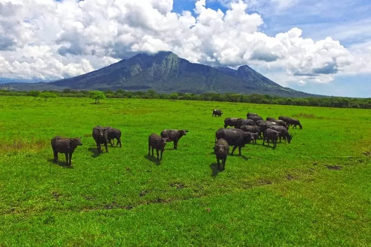 tempat wisata di Banyuwangi - taman nasional baluran