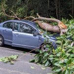 Musim Hujan Disertai Angin, Bisakah Klaim Asuransi Mobil Tertimpa Pohon Tumbang? - Tuwaga