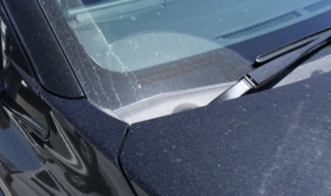 ciri-ciri jamur kaca mobil - moladin