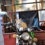 Simak 5 Tips Mencegah Jok Motor Dicakar Kucing! - Tuwaga