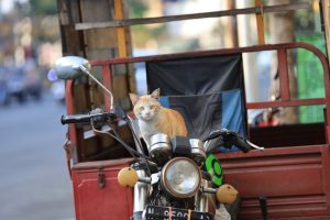 Simak 5 Tips Mencegah Jok Motor Dicakar Kucing!