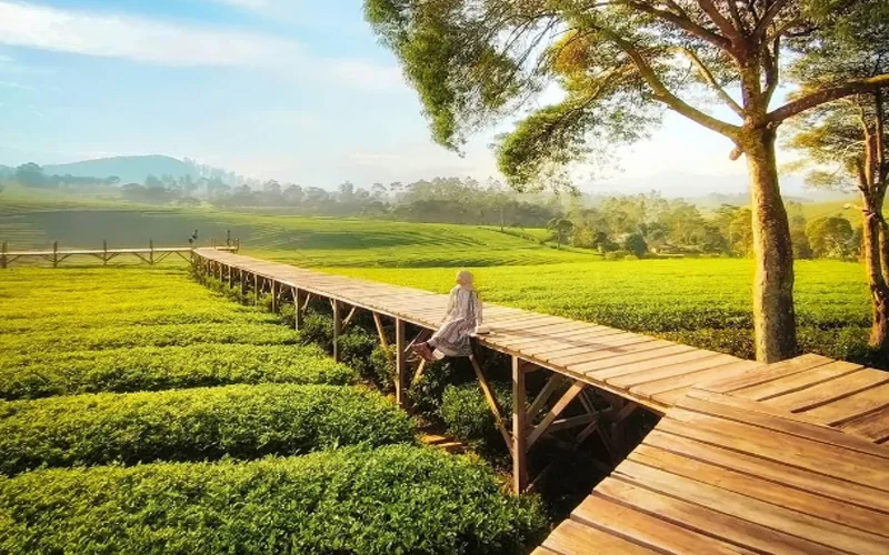 Taman Riung Gunung Puncak wisata Puncak Bogor - Moladin