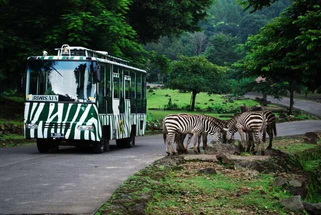 20 Wisata Keluarga Terdekat dari Jakarta yang Ramah Anak! Taman Safari Indonesia tempat wisata keluarga terdekat - Moladin