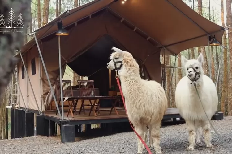 tempat camping di bandung - Moladin