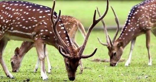 tempat wisata pangalengan Moladin Fluir Adventure 10